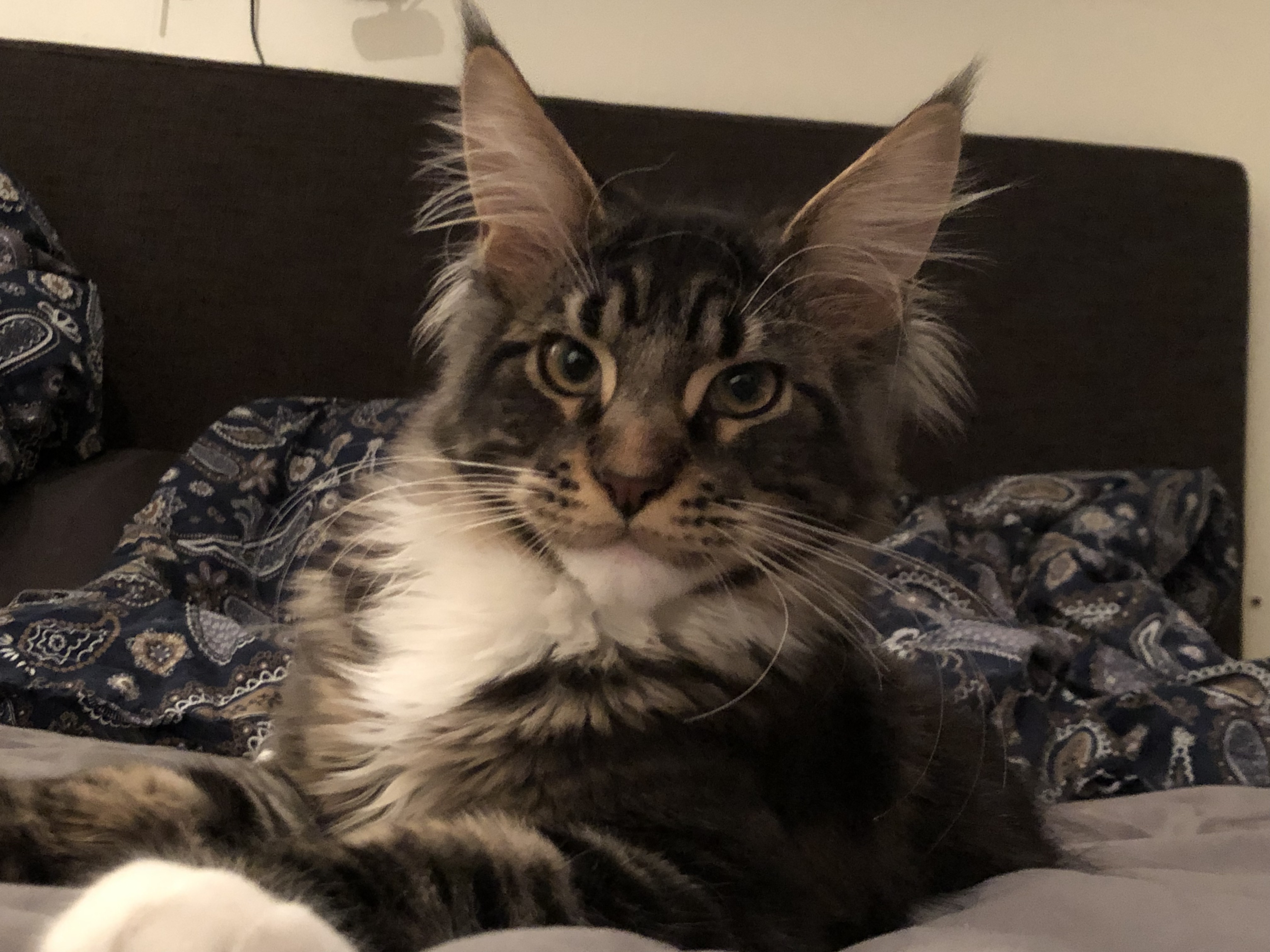 Maine Coon: Joker