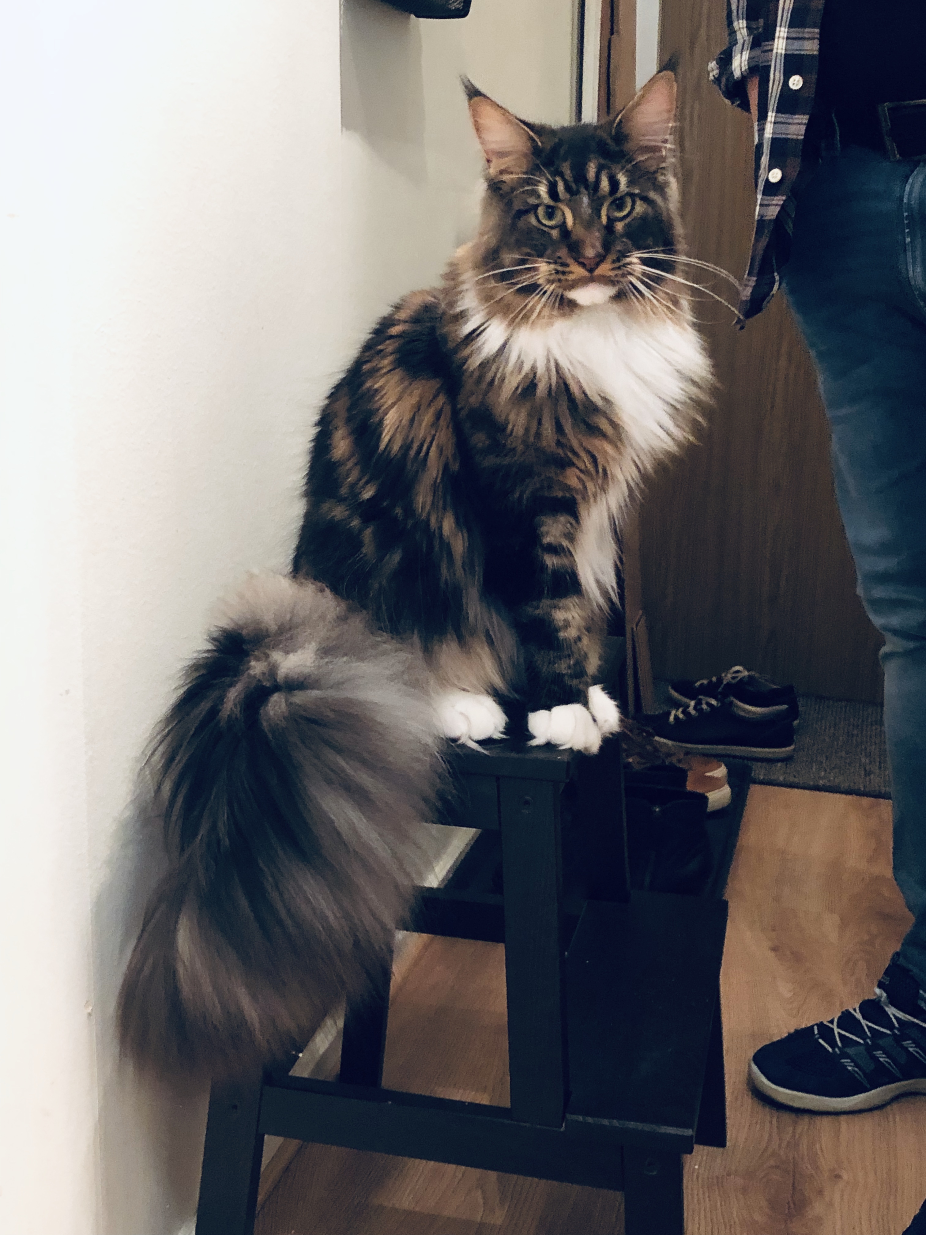 Onlajn.com - Maine Coon, Joker